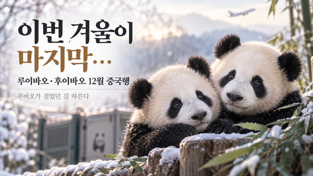 이번 겨울이 마지막…루이바오·후이바오 12월 중국행, 푸바오가 걸었던 길 따른다