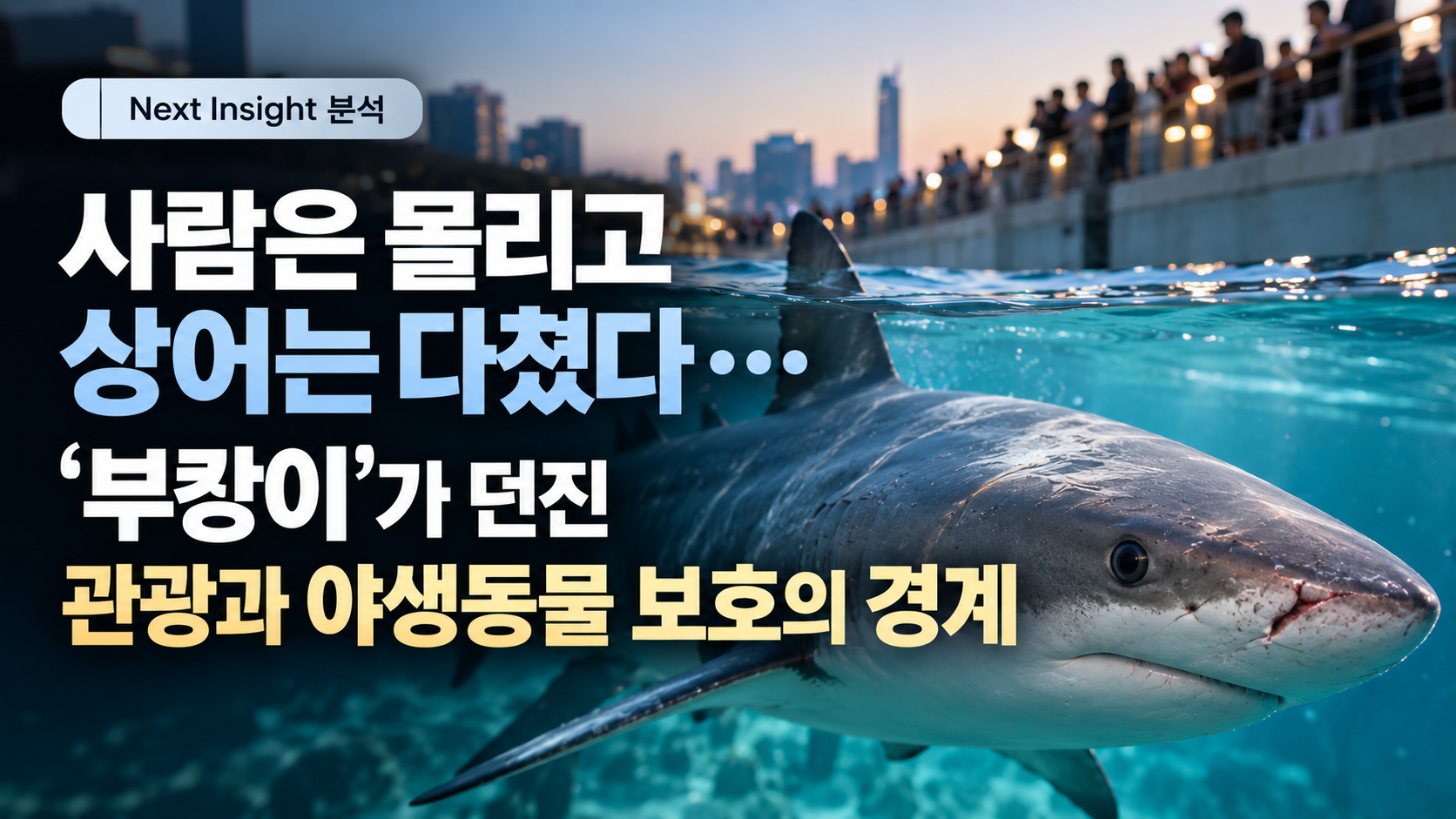 사람은 몰리고 상어는 다쳤다…‘부캉이’가 던진 관광과 야생동물 보호의 경계